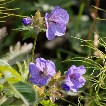 Geranium Alaska