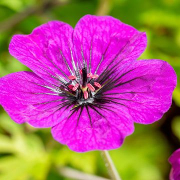 Geranium Anne Thomson