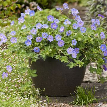 Geranium wallichianum Azure Rush