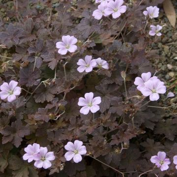 Geranium oxonianum Dusky Crug