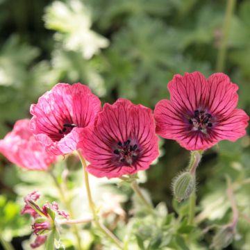 Geranium vivace Jolly Jewel Salmon - Géranium vivace rose saumon veiné de rouge, coeur rouge soutenu