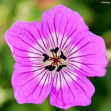 Geranium wallichianum Kelly-Anne