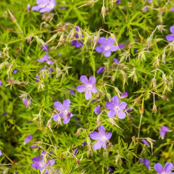 Geranium Nimbus