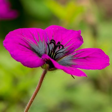 Geranium Ann Folkard  Patricia Sandrine