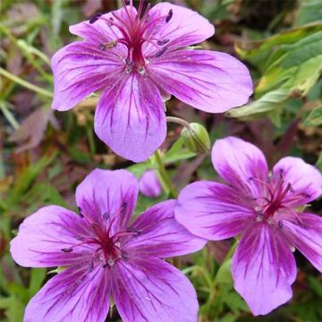 Geranium vivace Starman® - Géranium rose frais veiné et panaché de pourpre