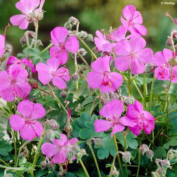 Geranium cantabrigiense Westray