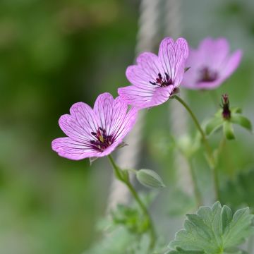 Geranium cinereum Ballerina - Géranium cendré