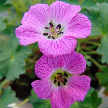 Geranium cinereum Jolly Jewel Hot Pink