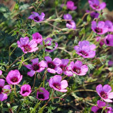 Geranium cinereum Jolly Jewel Night