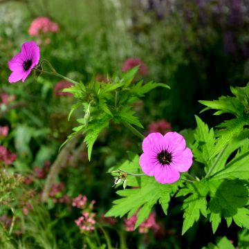 Geranium cinereum v. subcaulescens