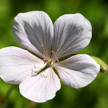 Geranium clarkei Kashmir White