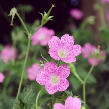 Geranium endressii Wargrave Pink