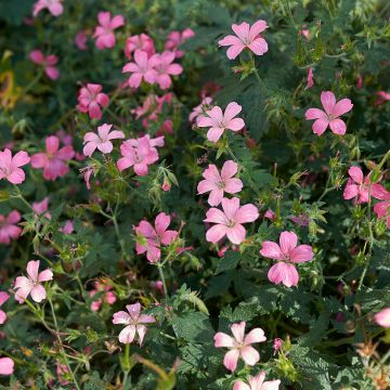 Geranium endressii - Endres cranesbill