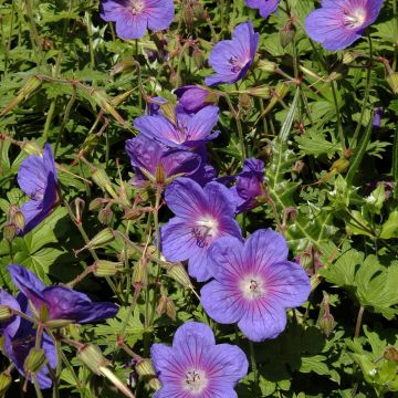 Geranium himalayense Gravetye