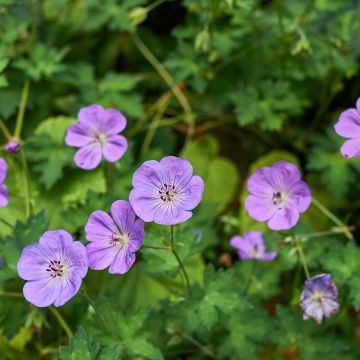 Geranium himalayense - Himalayan Cranesbill