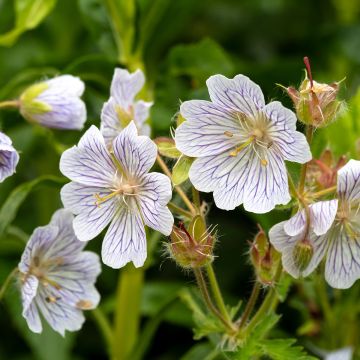 Geranium vivace ibericum White Zigana - Géranium blanc bleuté veiné violet.