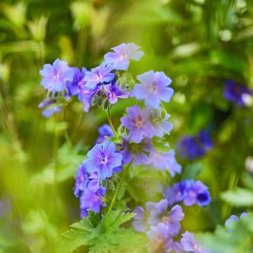 Geranium ibericum