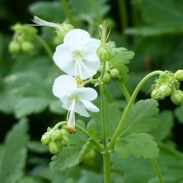 Geranium macrorrhizum White-Ness