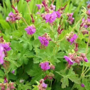 Geranium macrorrhizum Bevans Variety