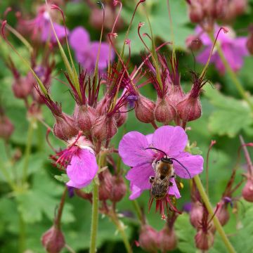 Geranium macrorrhizum Czakor