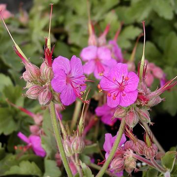 Geranium macrorrhizum Ingwersens Variety