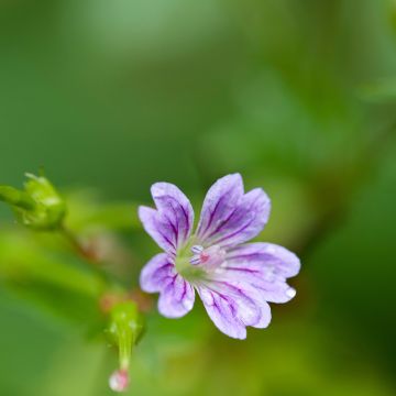 Geranium nodosum - Knotted cranesbill