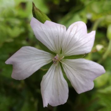 Geranium oxonianum Ankums White