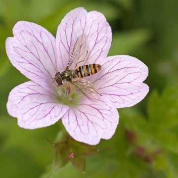 Géranium vivace oxonianum Walter s Gift