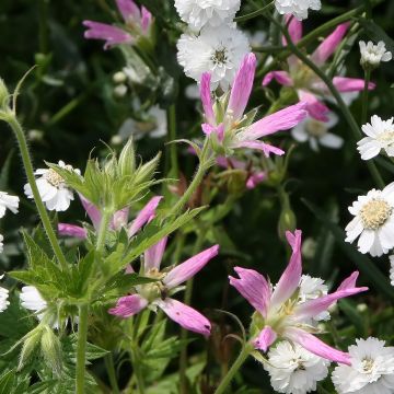 Geranium oxonianum f. thurstonianum