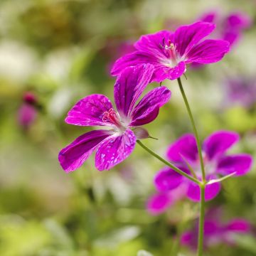 Geranium palustre