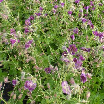 Geranium phaeum Golden Spring