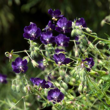 Geranium phaeum Lily Lovell