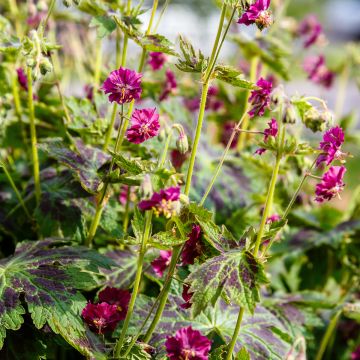 Géranium vivace phaeum Samobor - Géranium vivace livide