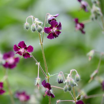 Mourning Widow - Geranium phaeum