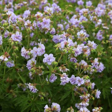 Geranium pratense Cloud Nine