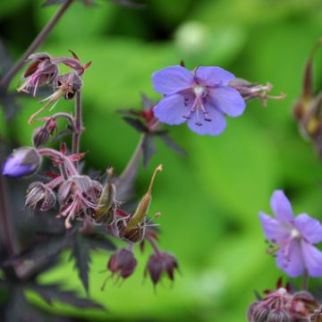 Geranium pratense Dark Reiter