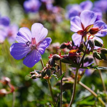 Geranium pratense Hocus Pocus