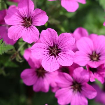 Géranium vivace psilostemon - Géranium d'Arménie