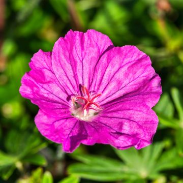 Geranium sanguineum Ankums Pride