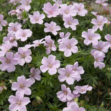 Geranium sanguineum Pink Pouffe