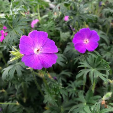 Geranium sanguineum - Bloody Crane's-bill