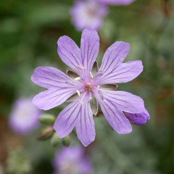 Géranium vivace tubéreux - Geranium tuberosum