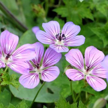 Geranium vivace wallichianum Havana Blues - Géranium vivace bleu moyen veiné de violet, coeur blanc