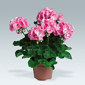 Pelargonium hortorum Candy Rose