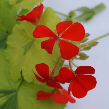 Pelargonium Crystal Palace Gem