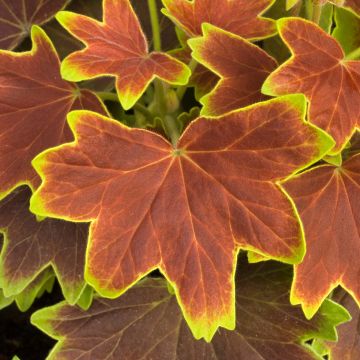 Pelargonium Decima