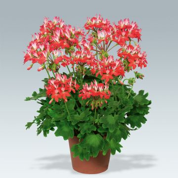 Pelargonium hortorum Fireworks Red-White