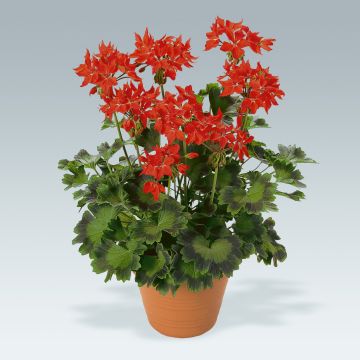 Pelargonium hortorum Fireworks Scarlet