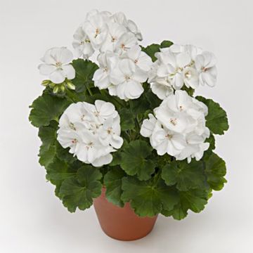 Pelargonium Iceberg