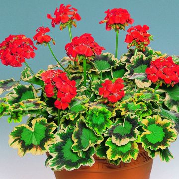 Pelargonium Brocade Mrs Pollock